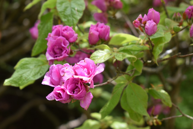 手牡丹（てぼたん）